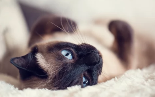 샴고양이/출처:어도비스톡