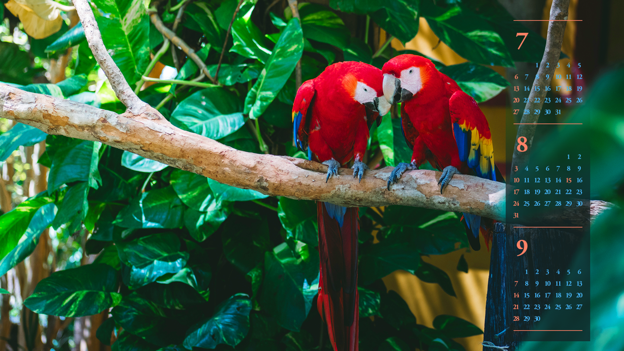 10 머리를 맞대고 있는 스칼렛 마카우 한쌍 B - 2025년8월 노트북배경화면