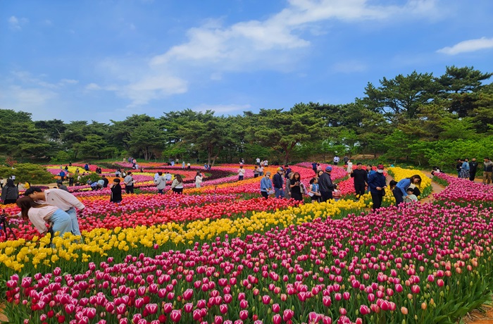 태안 세계튤립꽃박람회 (출처:한국관광공사)