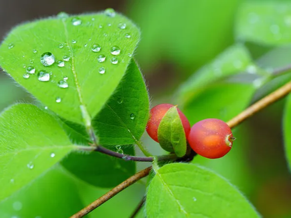 찬물에 우려 먹는 오미자