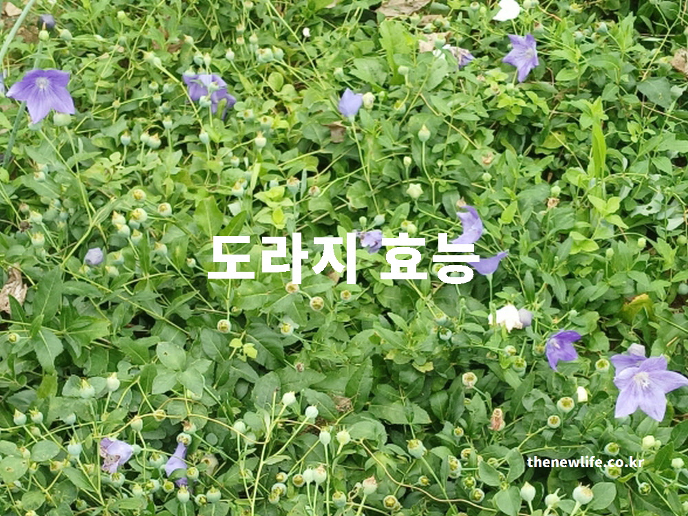도라지 효능 부작용을 과학적 근거를 바탕으로 정리한 대표 실물 사진