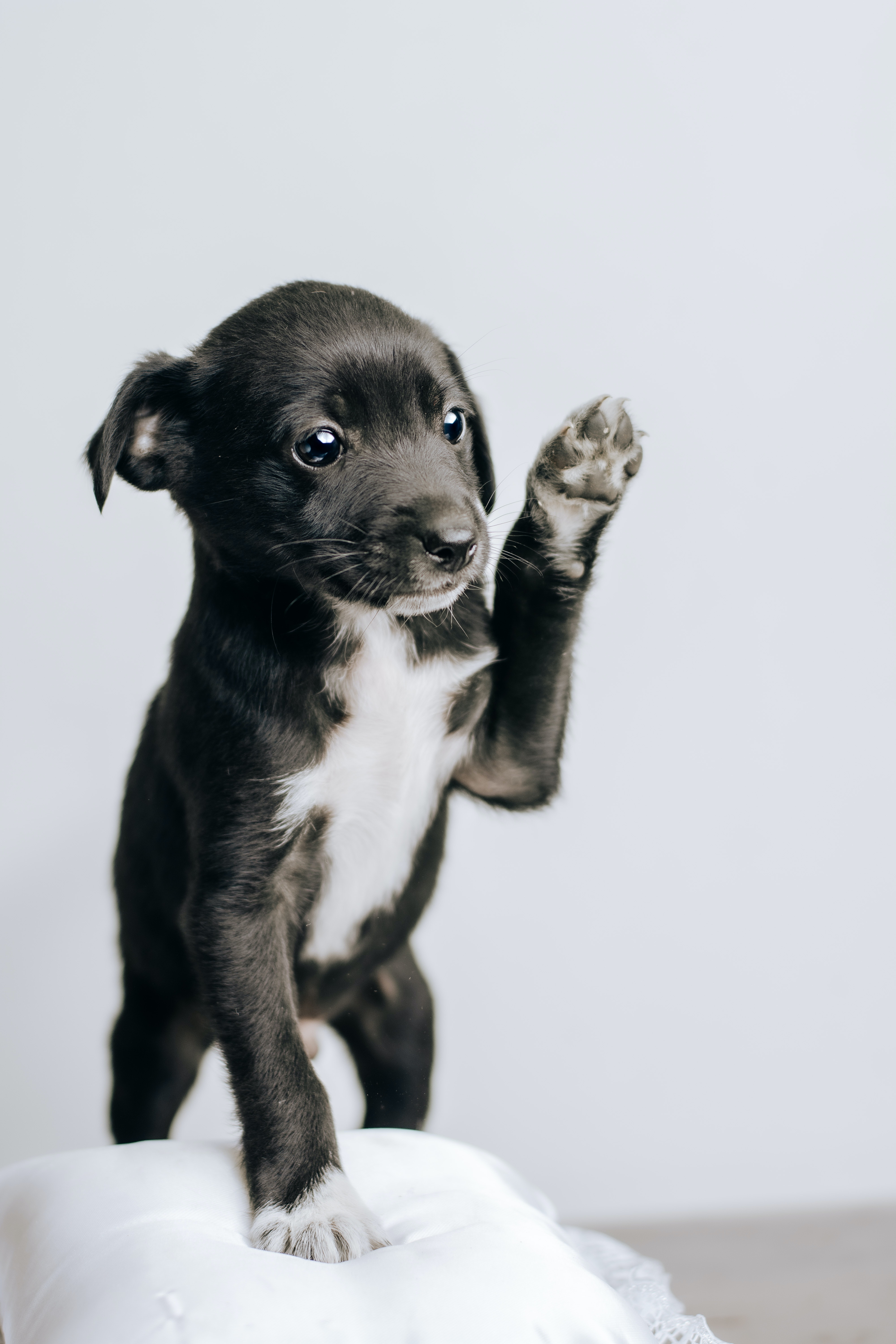 앞발-드는-강아지