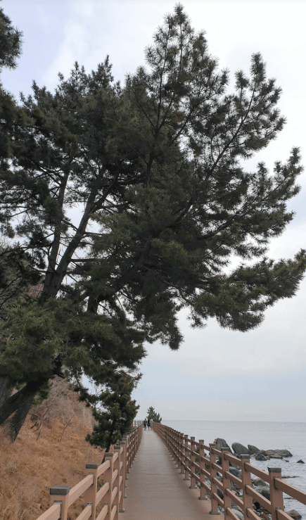 외옹치-바다향기로