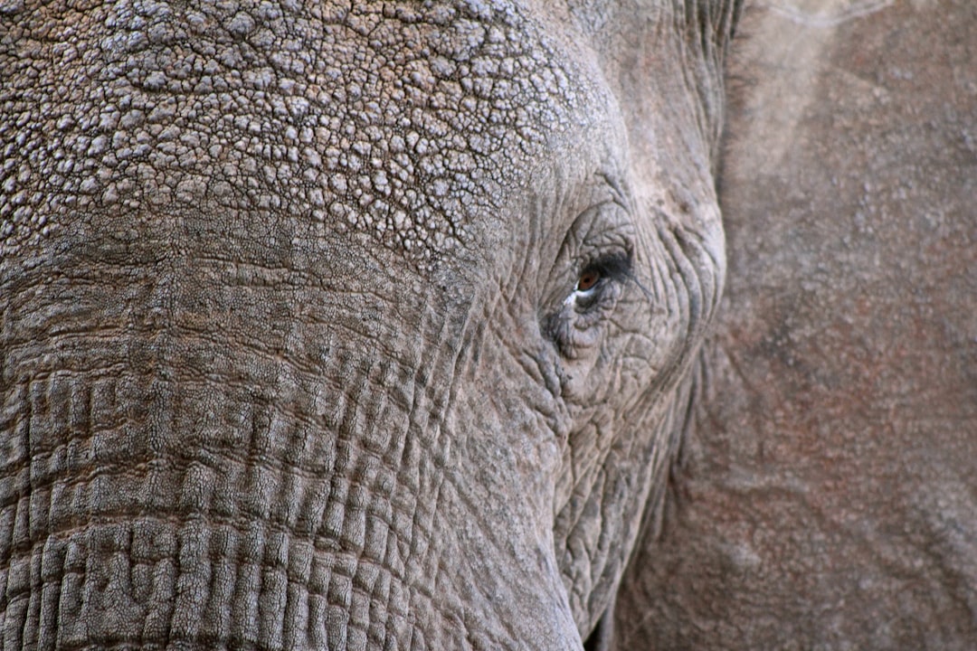 trunk