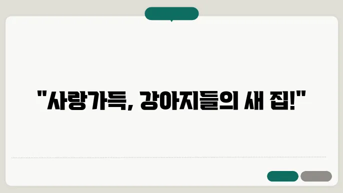 원주강아지보호소 컴투펫위탁보호센터