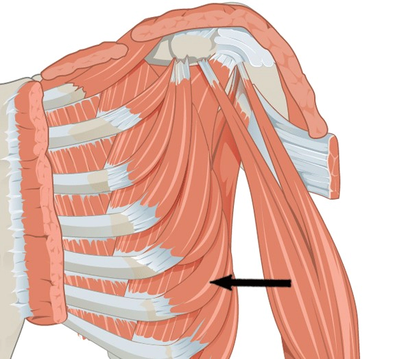 전거근 운동 스트레칭 방법