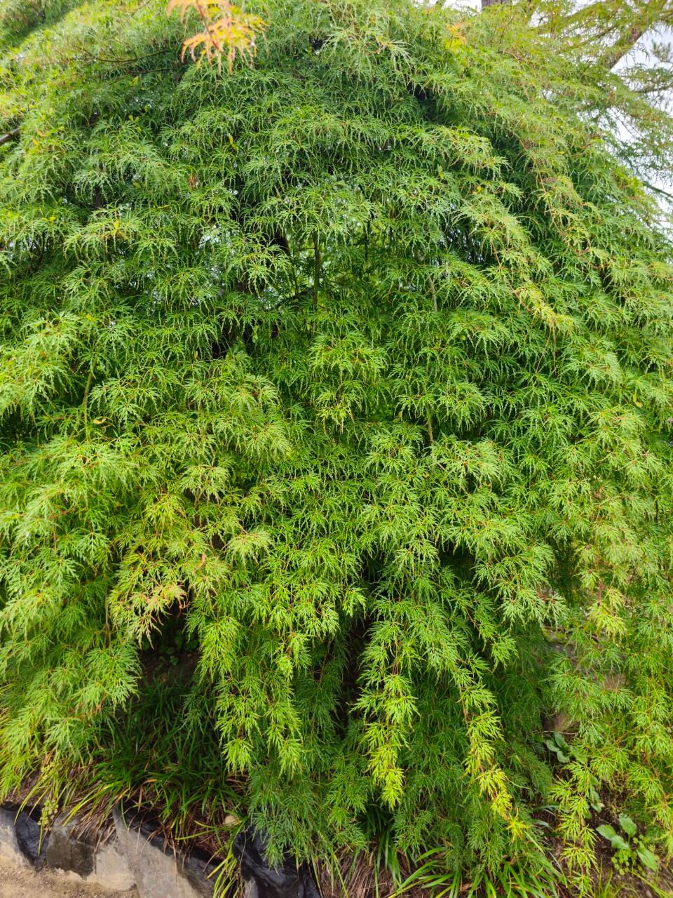선진국 장애인 복지예산 배분 전략