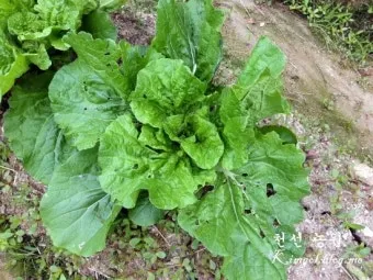 쌈배추 재배 속 차게 키우기 시비 타이밍 통풍 관리_9