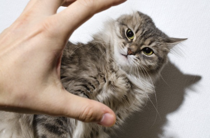 인간의 손과 고양이.