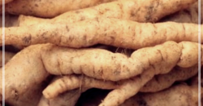 숙지황의 효능, 부작용 그리고 섭취법에 대하여