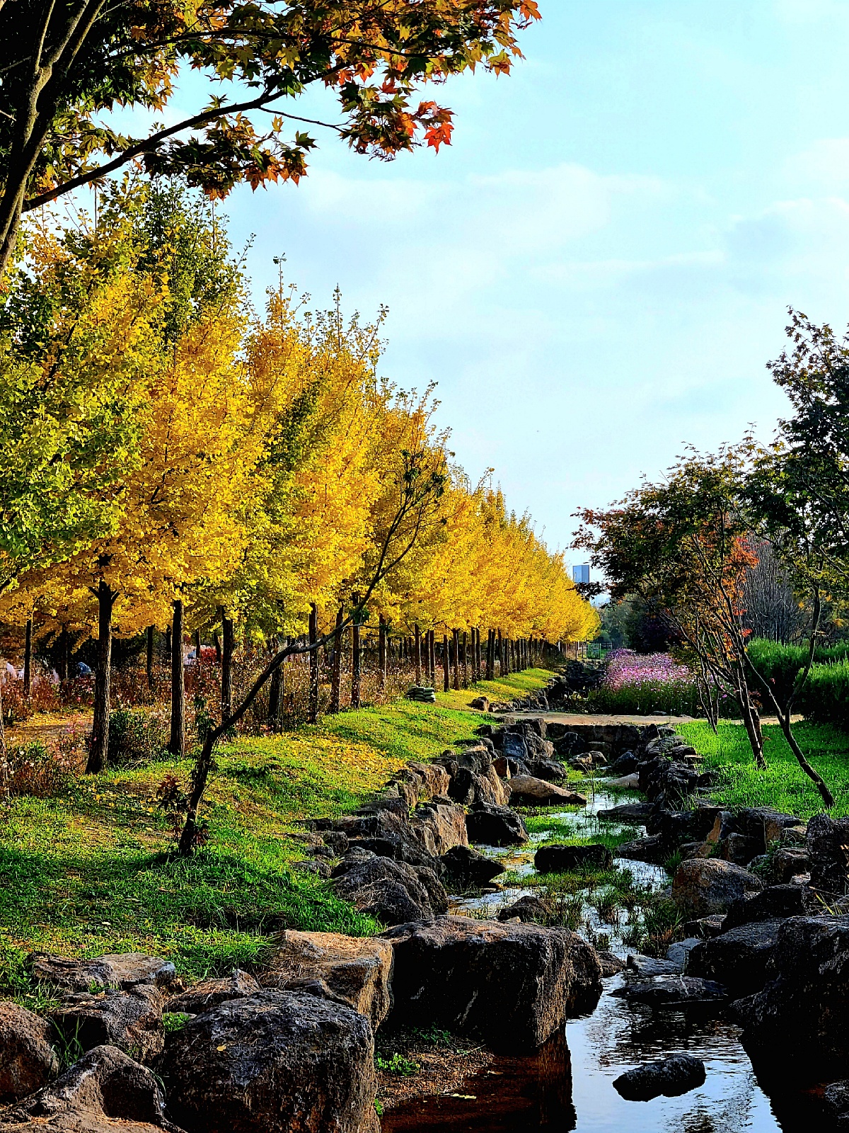 핑크뮬리부터 은행나무길까지, 드림파크 야생화공원 가을 축제와 산책