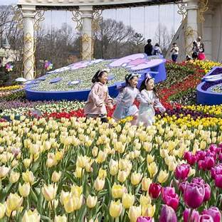 에버랜드 튤립 축제 이미지