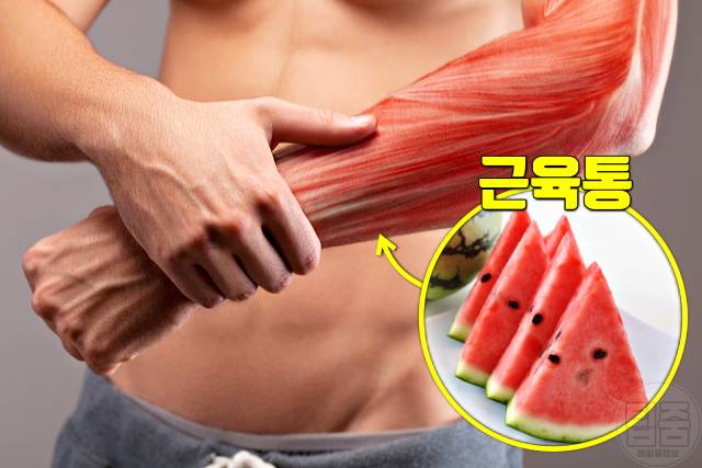 수박 효능 부작용 근육통 수박씨 수박껍질 수박은 어디에 좋은 가요