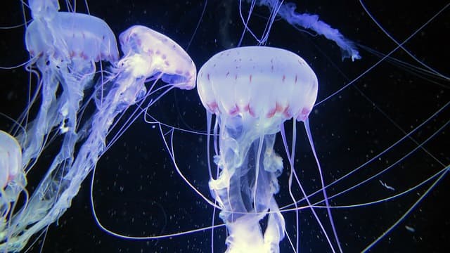 메두사(Jellyfish) 요리: 해양 생물의 새로운 식량 가능성