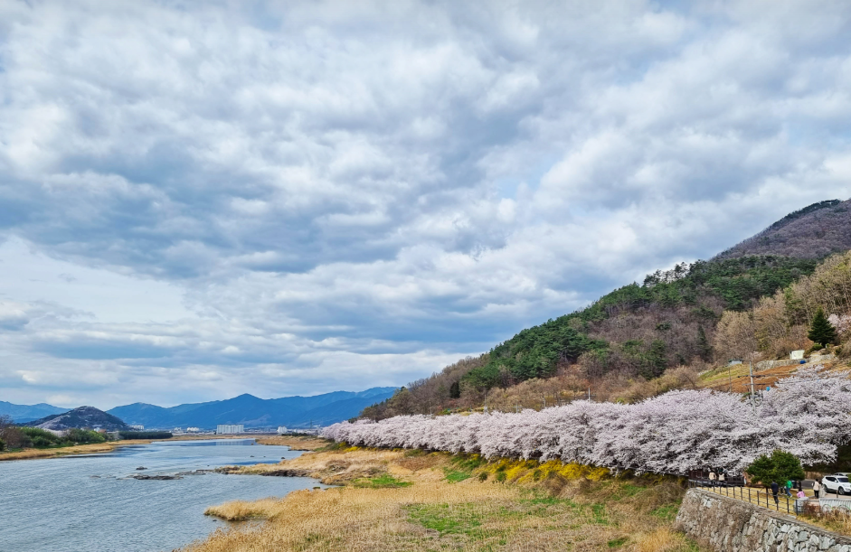 구례 섬진강 벚꽃길1