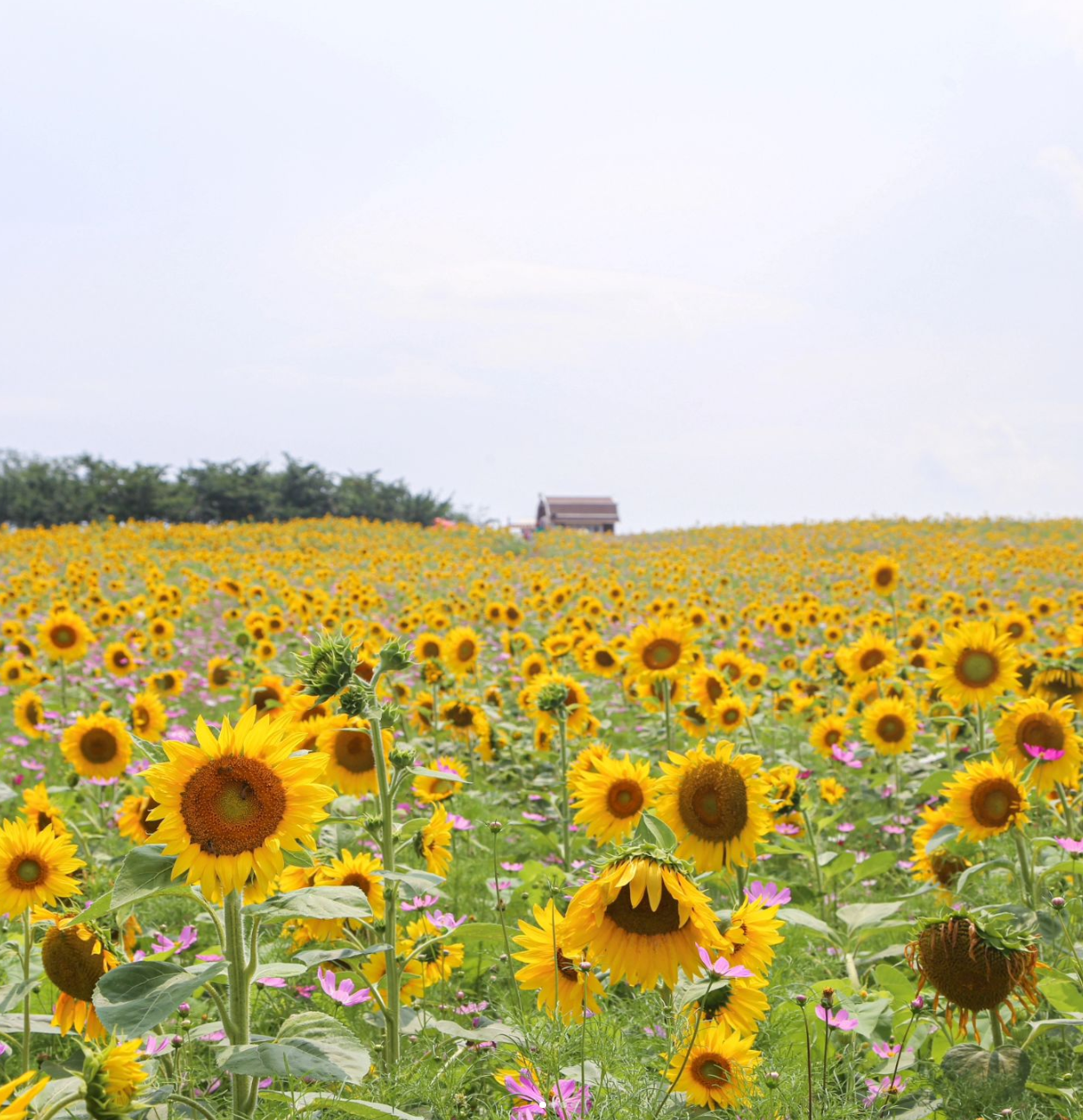안성팜랜드 입장료 할인, 입장권 예매, 공연시간, 관람안내