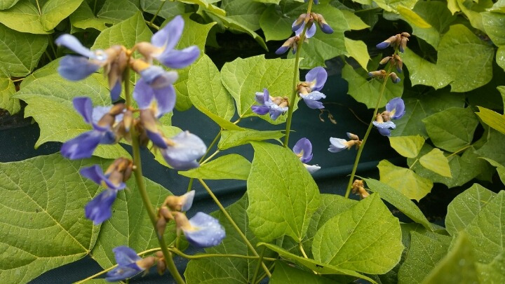 히카마 먹는법 효능 보관법 주의할 점