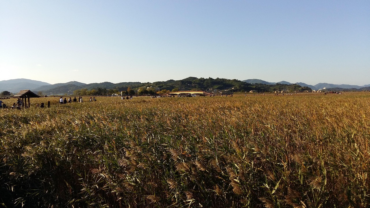 순천만 사진