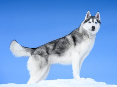 파란 하늘과 눈과 시베리안 허스키.