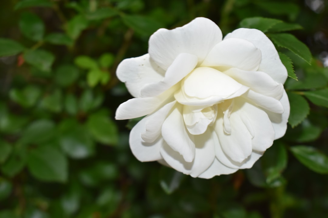 Purity