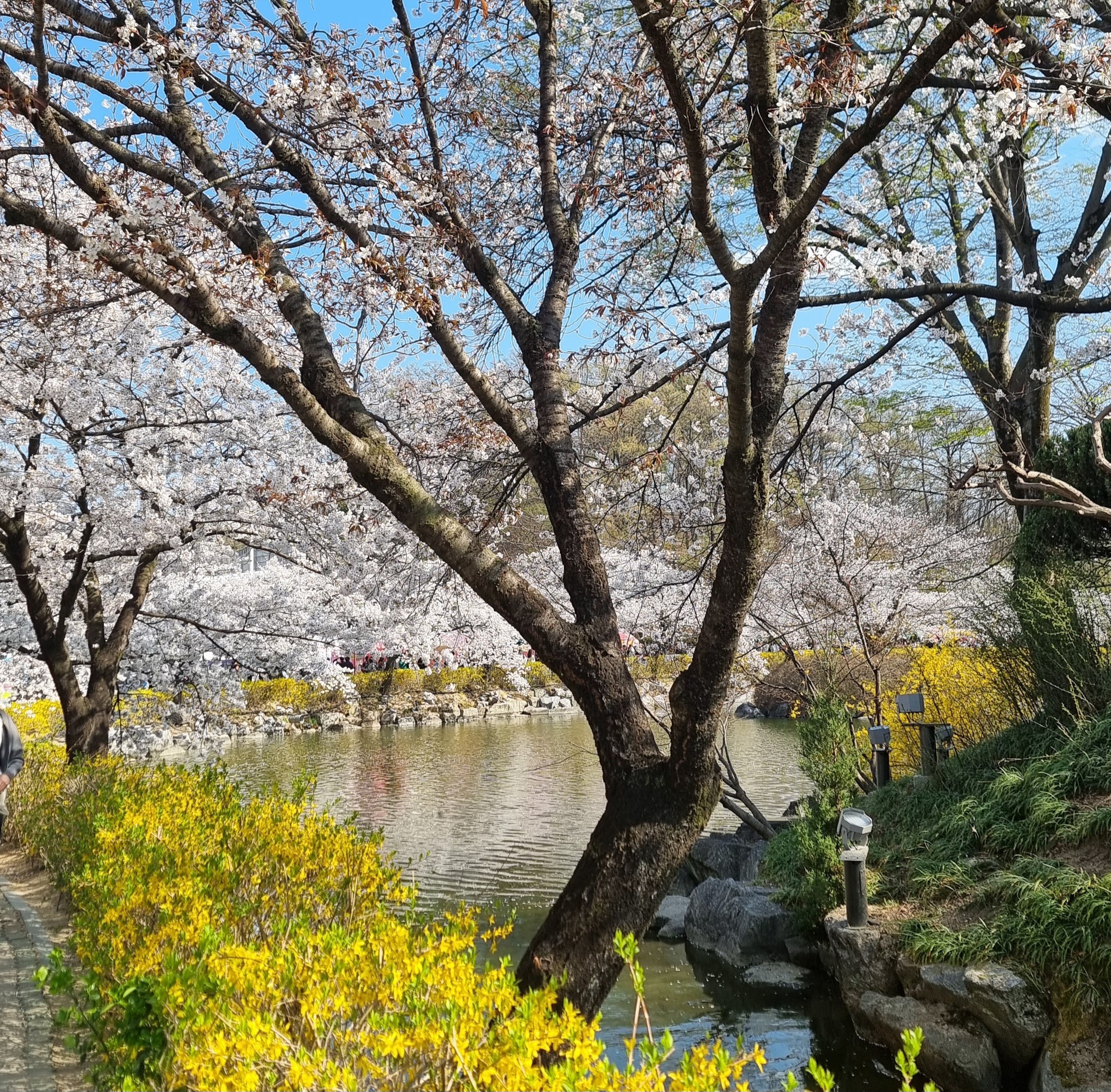 연화지