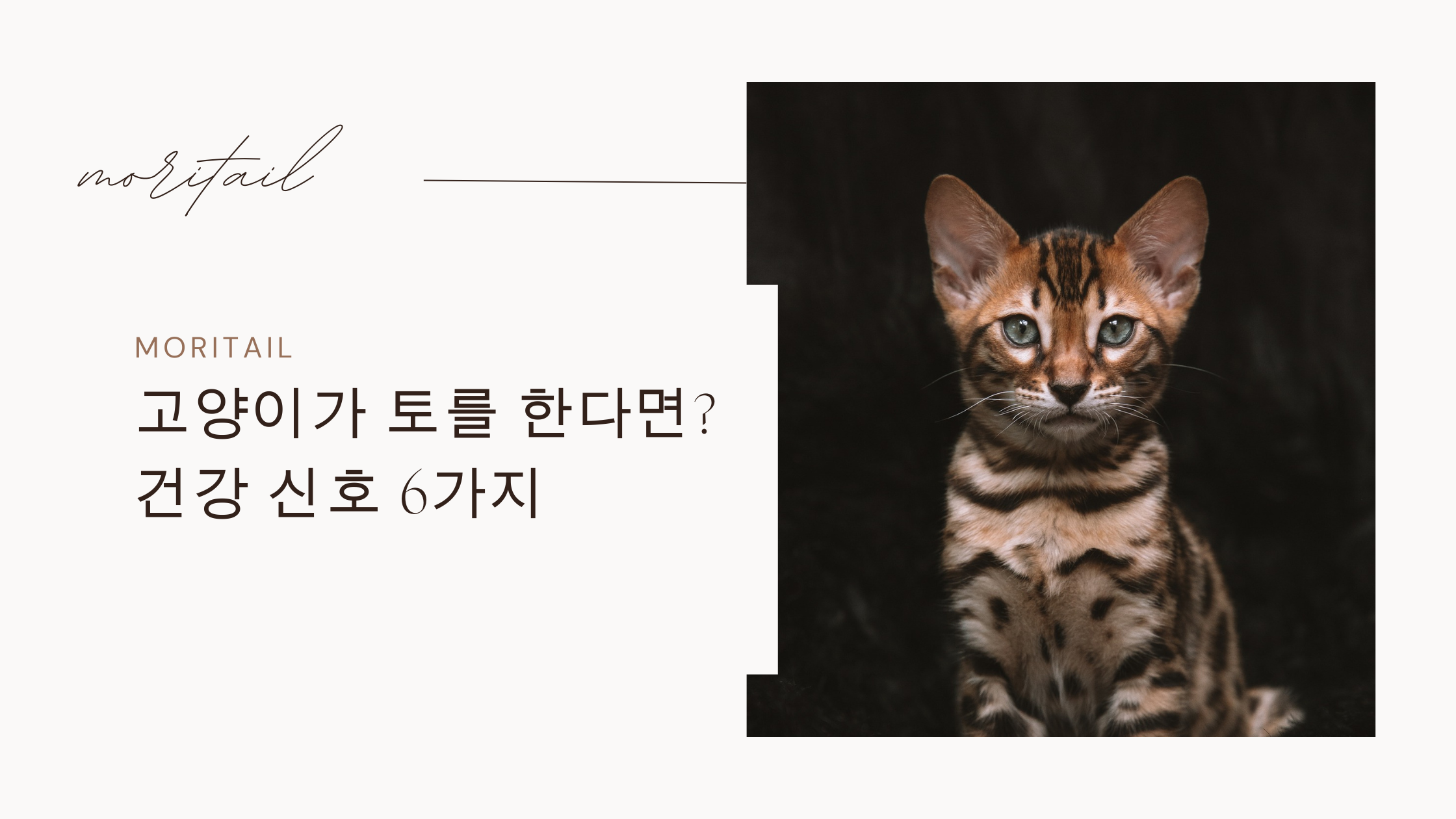 고양이 토를 한다면? 건강신호 6가지