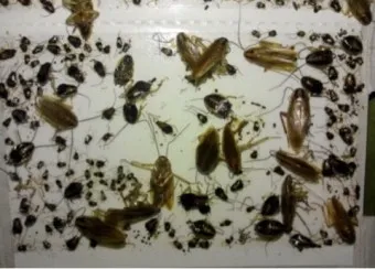 바퀴벌레 퇴치 붕산과 계란노른자 유인제 틈새 차단_14