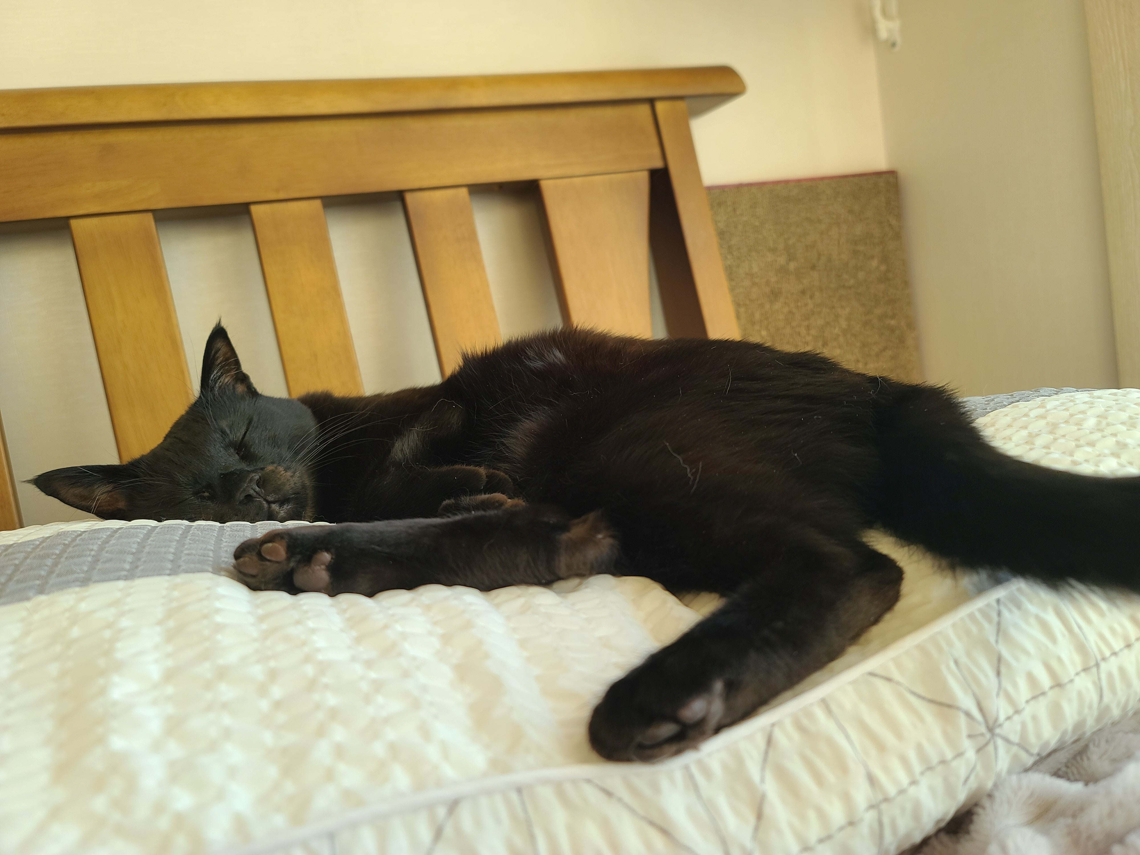 아침부터 건이랑 알콩달콩 (feat.호야)