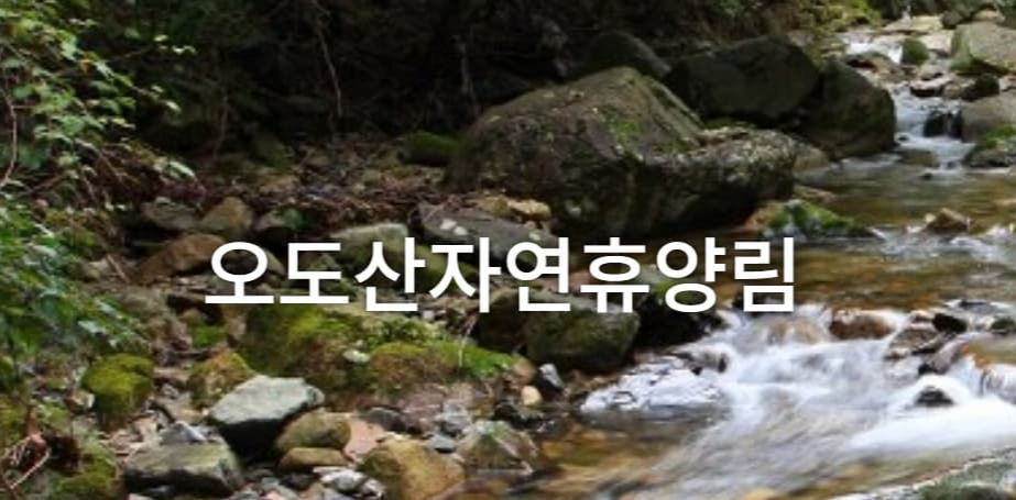 [경남 합천 여행]오도산 자연휴양림❘캠핑, 숙박 예약하기
