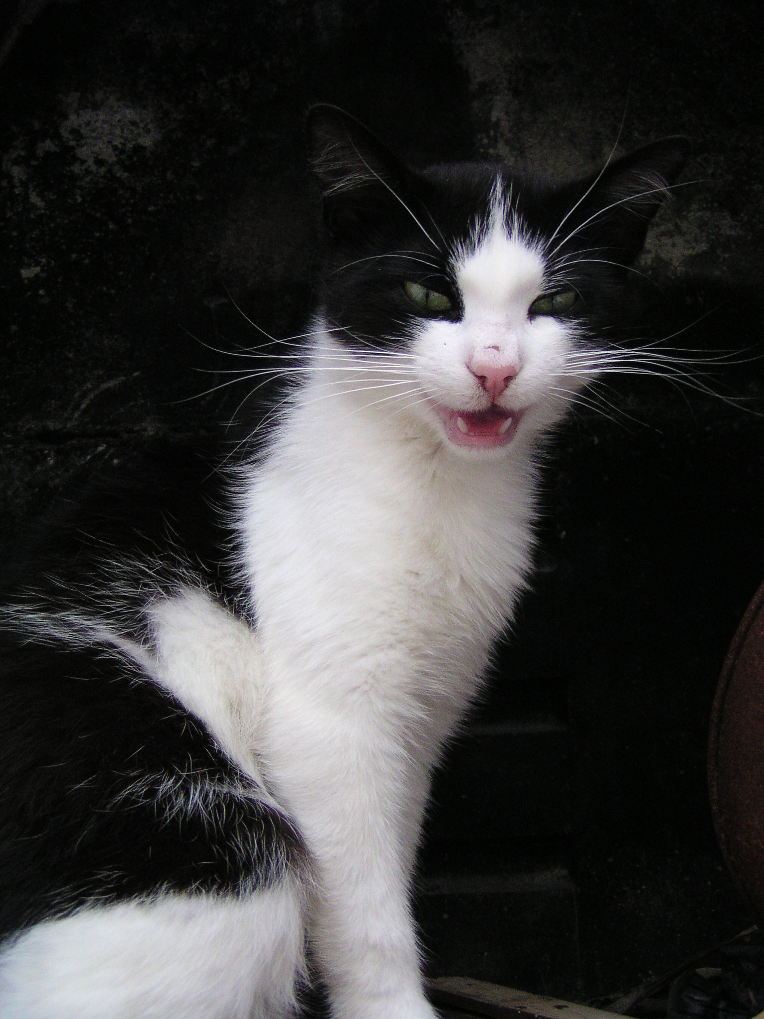 고양이 입질 관련 사진