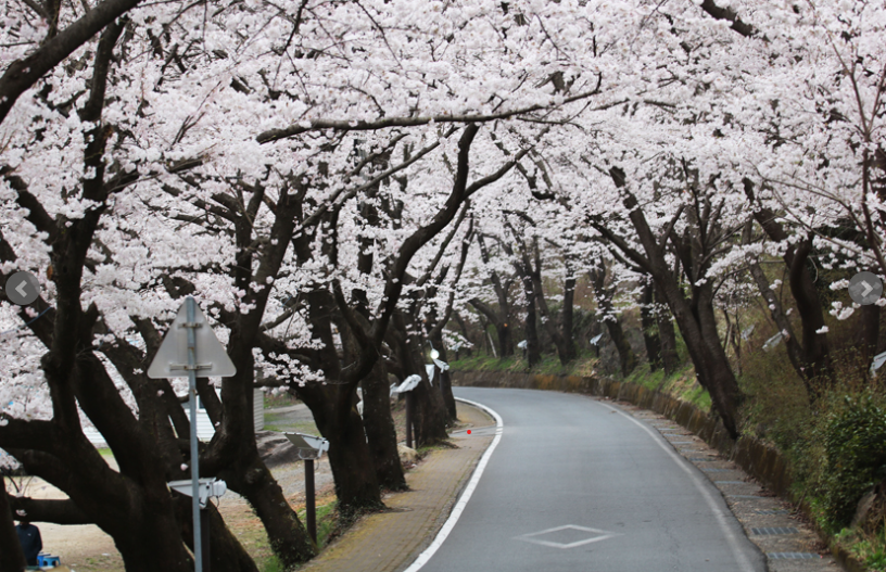 쌍계사 십리 벚꽃길 걷기 좋은 길