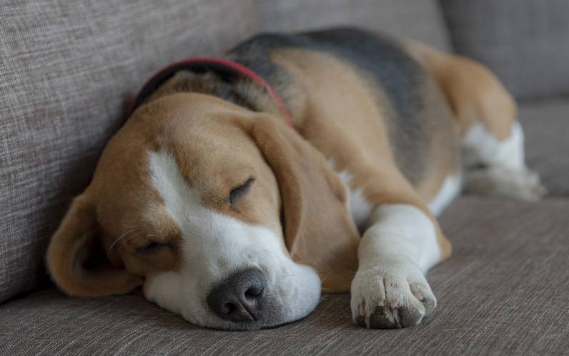 비글의 낮잠 시간