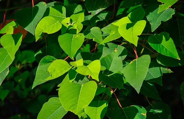 포퓰리즘의 뜻과 반대 세계화 연금개혁 민주주의 의미_7