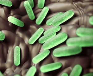 식중독-증상-지속기간-살모넬라균