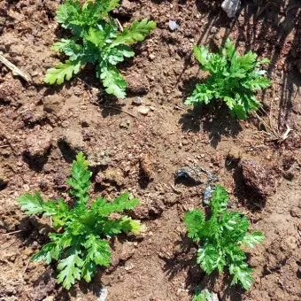 쑥갓 재배법과 요령, 기간, 물주기, 파종 방법, 파종시기_53