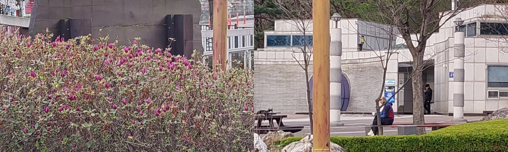 공운안 피고 있는 철쭉