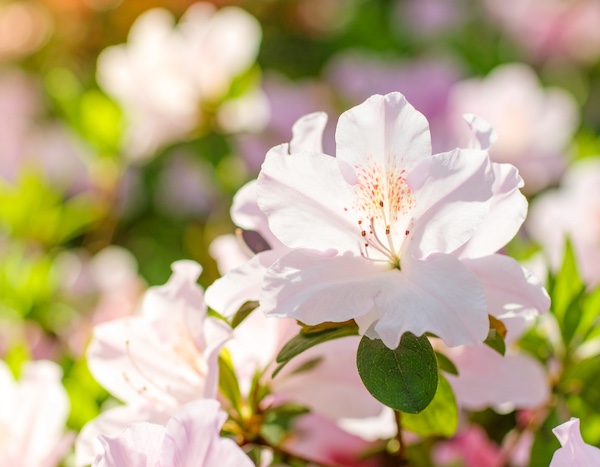 황매산철쭉축제