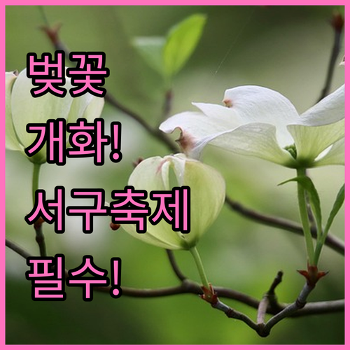 부산 서구 벚꽃 축제 일정 및 개화 ..