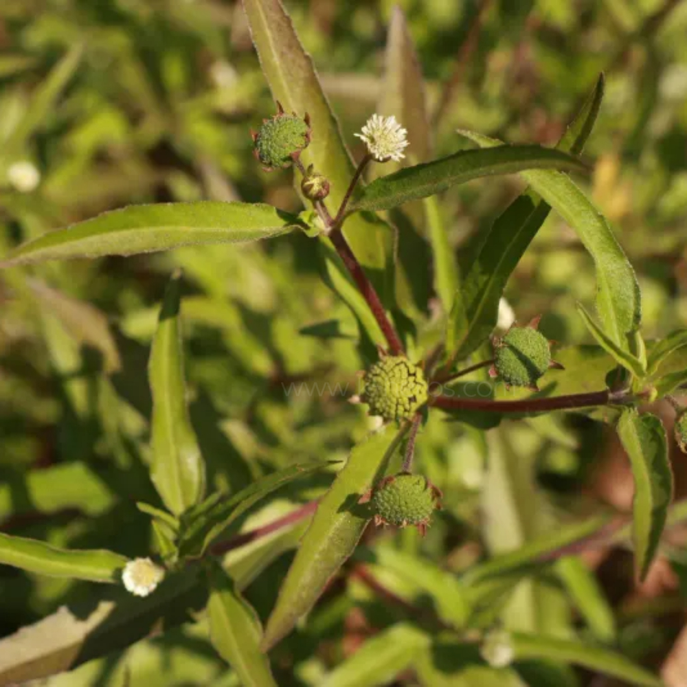 한련초 (예장초)