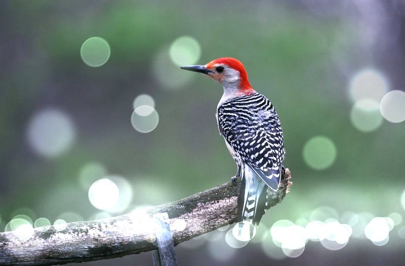 머리색이 빨간 딱다구리