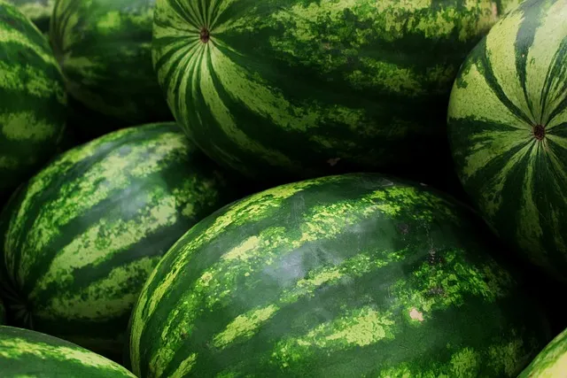 초보 수박 순치기 열매 크게 키우는 방법_9