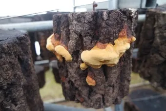 상황버섯 재배 톱밥 배지 균사 배양 환기 관리_11