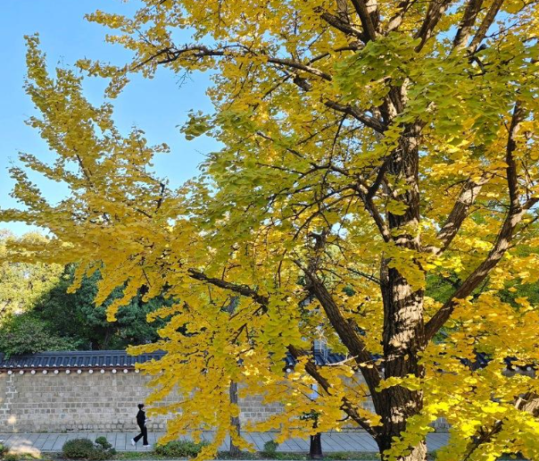 스마트서울맵 추천, 도심따라 단풍길 코스