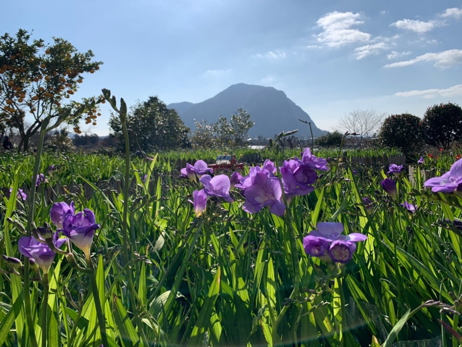 마노르블랑 수선화