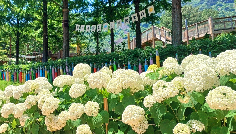 연못 주변 수국