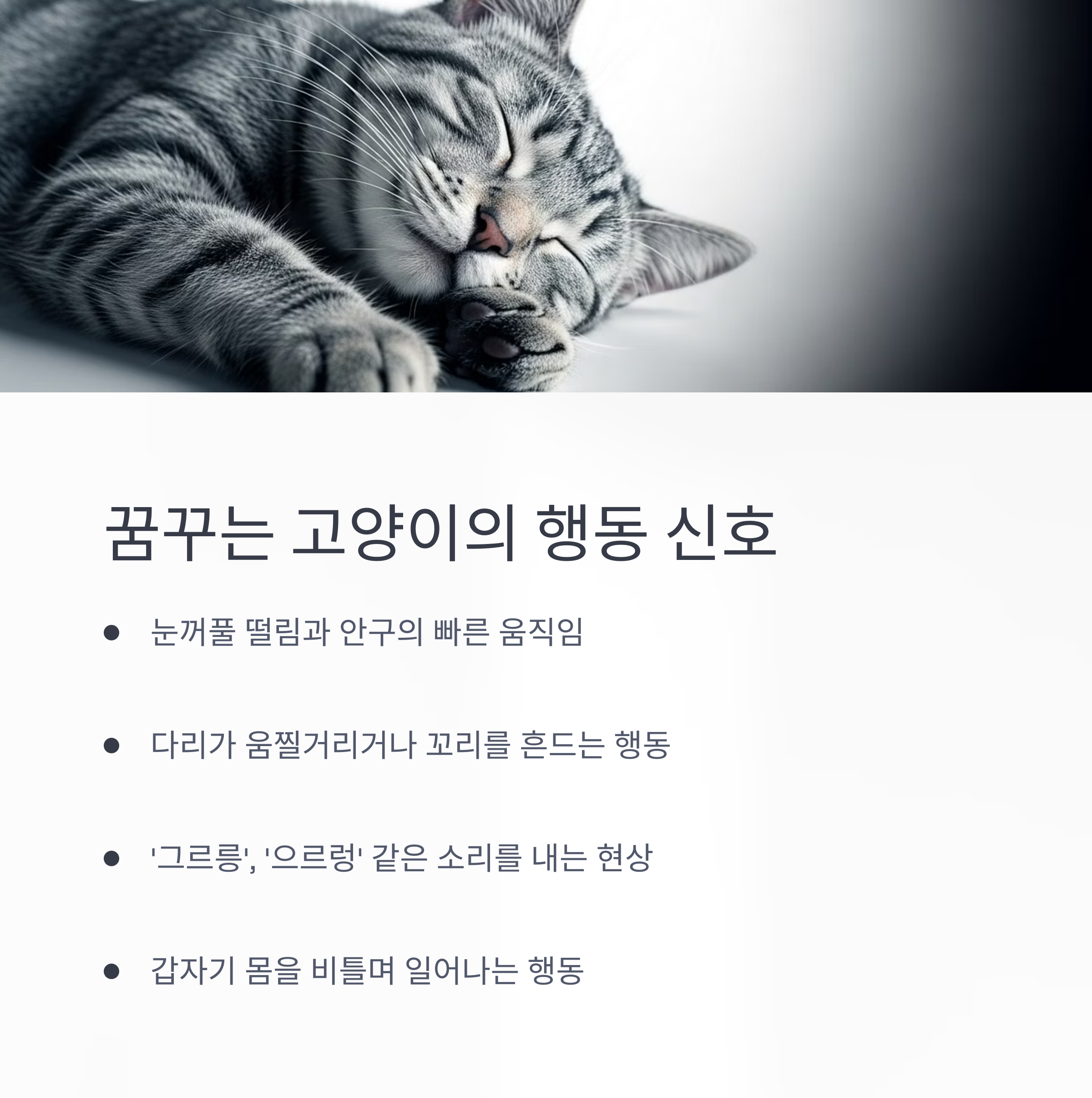 꿈꾸는 고양이의 행동 신호