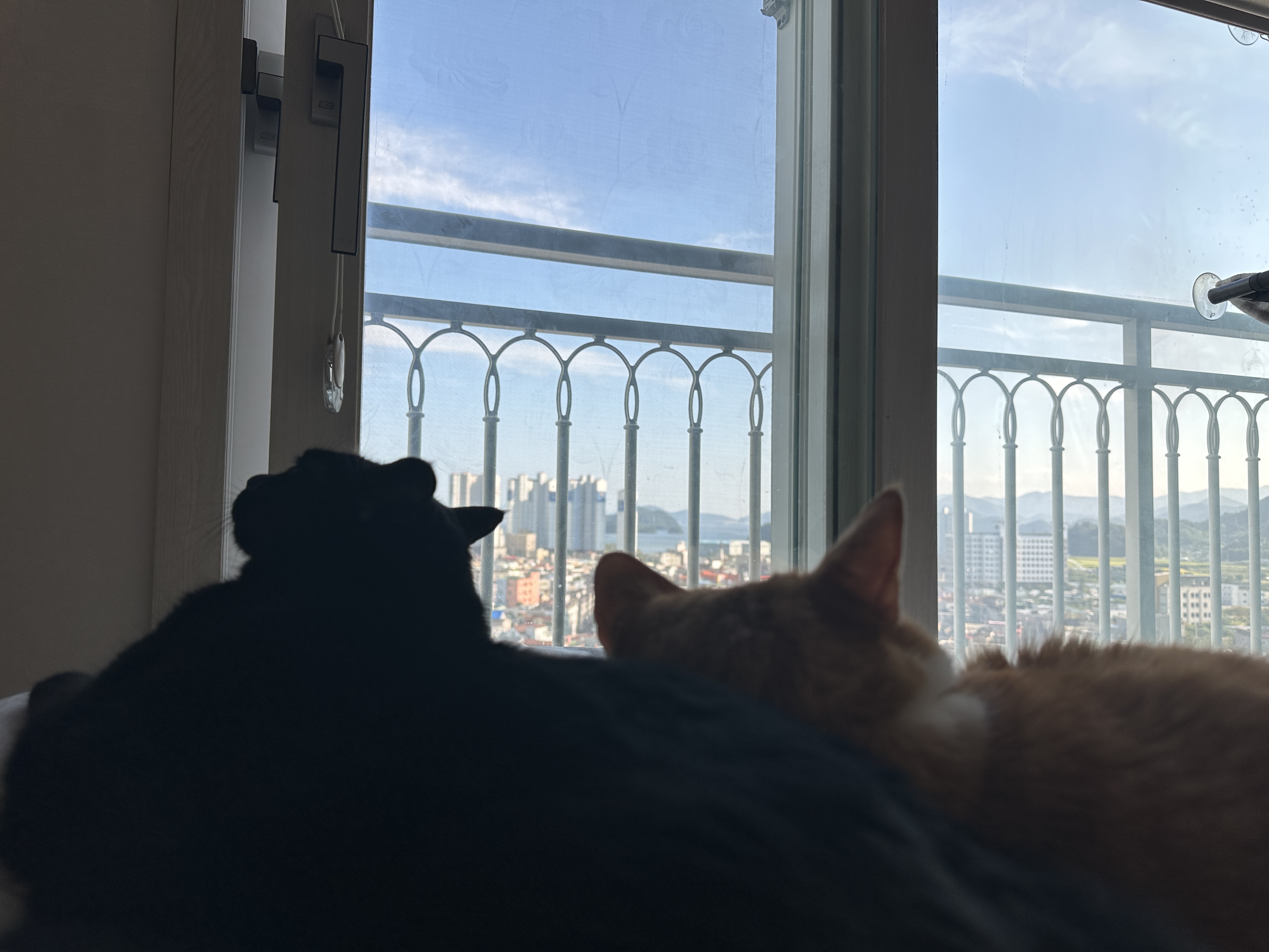 돌아보는_건이와_자고_있는_호야_1