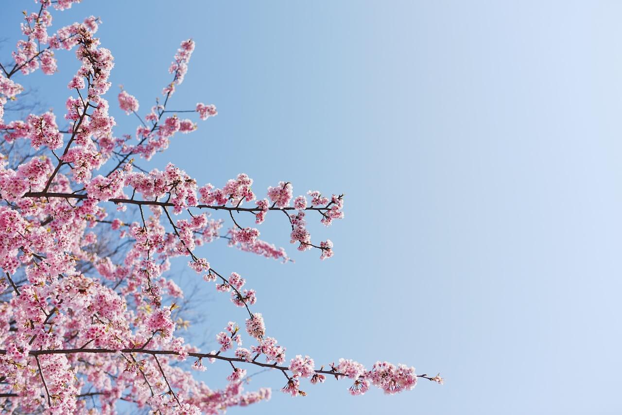 장성 황룡강 길동무 꽃길 축제