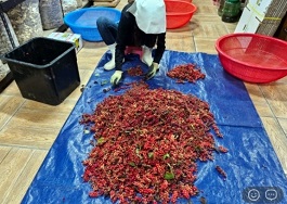 산수유