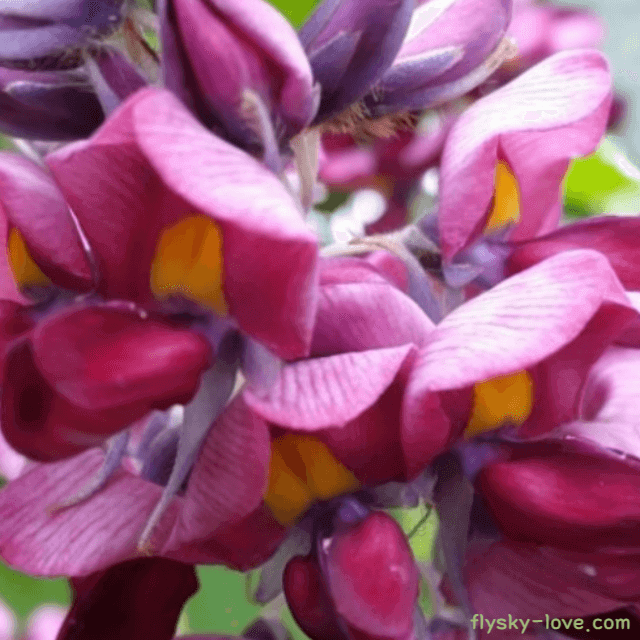 칡꽃, 갈화 효능